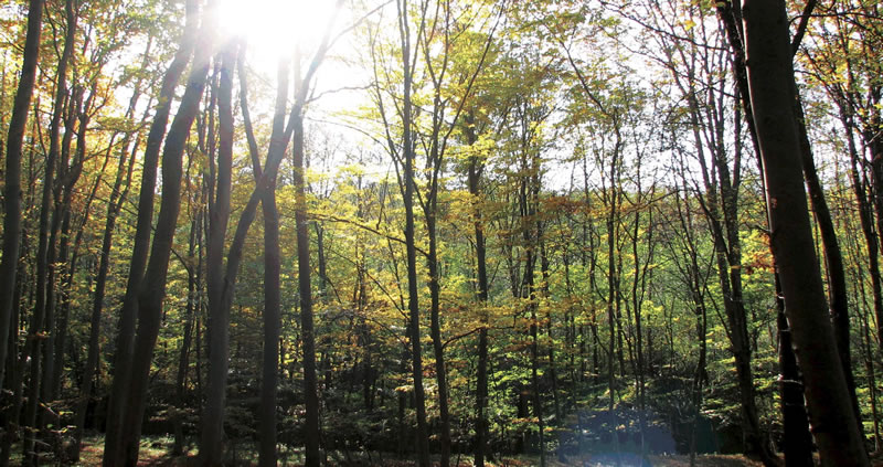 tree-farm